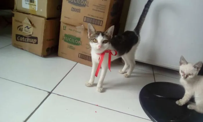 Gato raça vira lata idade 7 a 11 meses nome vitória