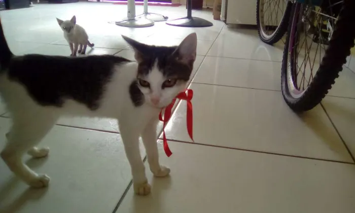 Gato raça vira lata idade 7 a 11 meses nome vitória