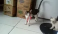 vitória