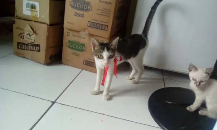 Gato raça vira lata idade 7 a 11 meses nome vitória