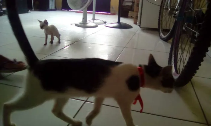 Gato raça vira lata idade 7 a 11 meses nome vitória