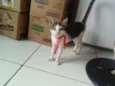 vitória