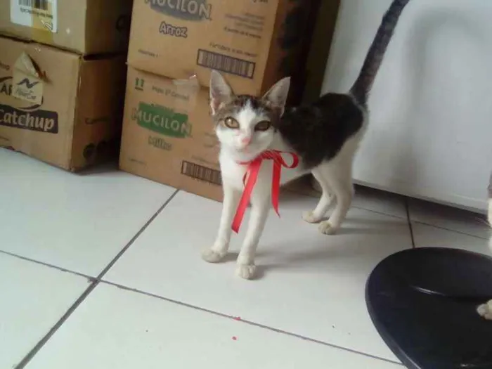 Gato raça vira lata idade 7 a 11 meses nome vitória