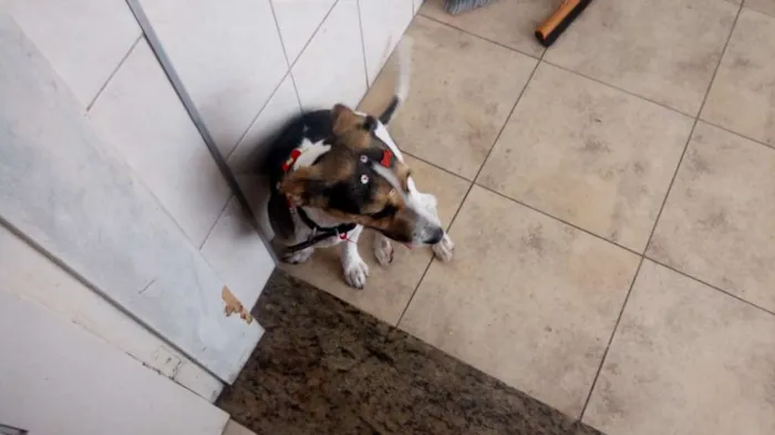 Cachorro ra a Fox paulistinha idade 2 anos nome Jhudy