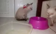 você que dirá