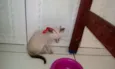 você que dirá