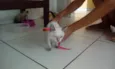 você que dirá