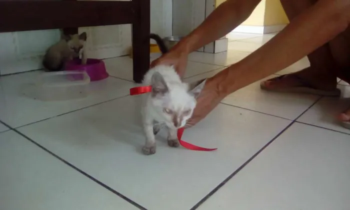 Gato raça Siamês idade Abaixo de 2 meses nome você que dirá
