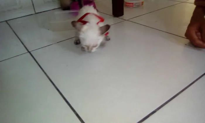 Gato raça Siamês idade Abaixo de 2 meses nome você que dirá