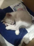 Bolinha