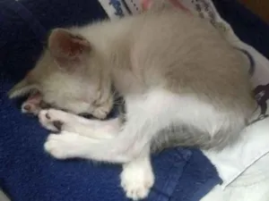 Gato raça Tipo siamês idade 2 a 6 meses nome Bolinha
