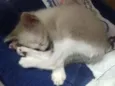 Bolinha