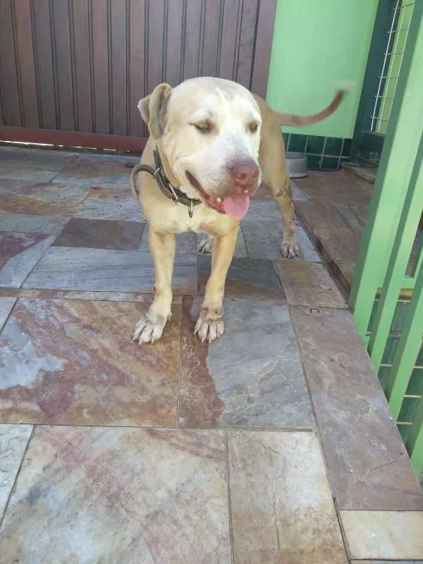 Cachorro ra a Pit-Bull idade 6 ou mais anos nome Sara e Sophia