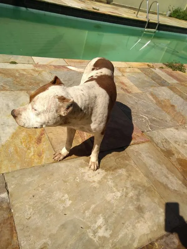 Cachorro ra a Pit-Bull idade 6 ou mais anos nome Sara e Sophia