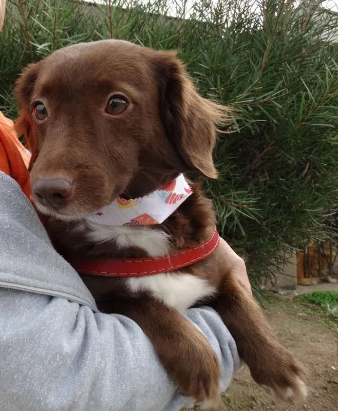 Cachorro ra a srd idade 3 anos nome Tutti