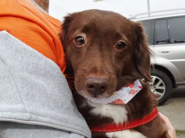 Cachorro ra a srd idade 3 anos nome Tutti