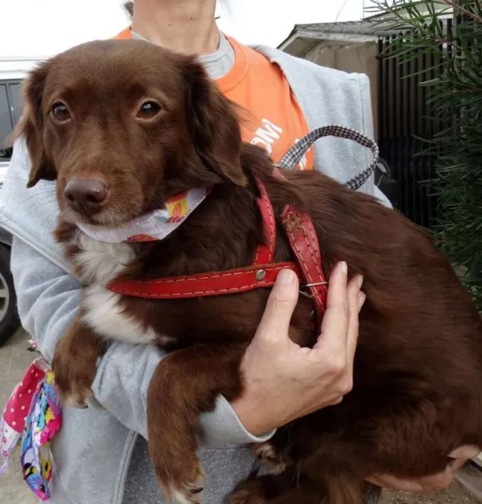 Cachorro ra a srd idade 3 anos nome Tutti
