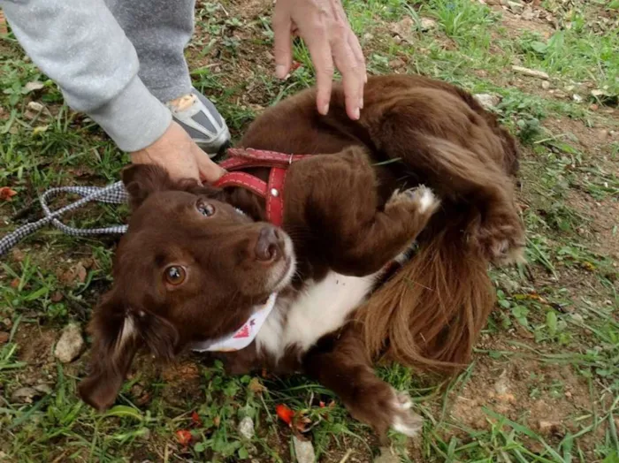 Cachorro ra a srd idade 3 anos nome Tutti