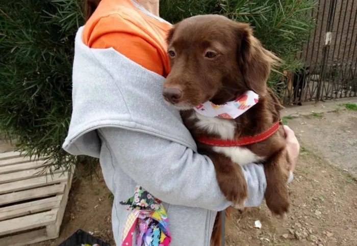 Cachorro ra a srd idade 3 anos nome Tutti