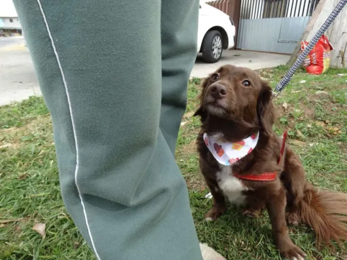 Cachorro ra a srd idade 3 anos nome Tutti