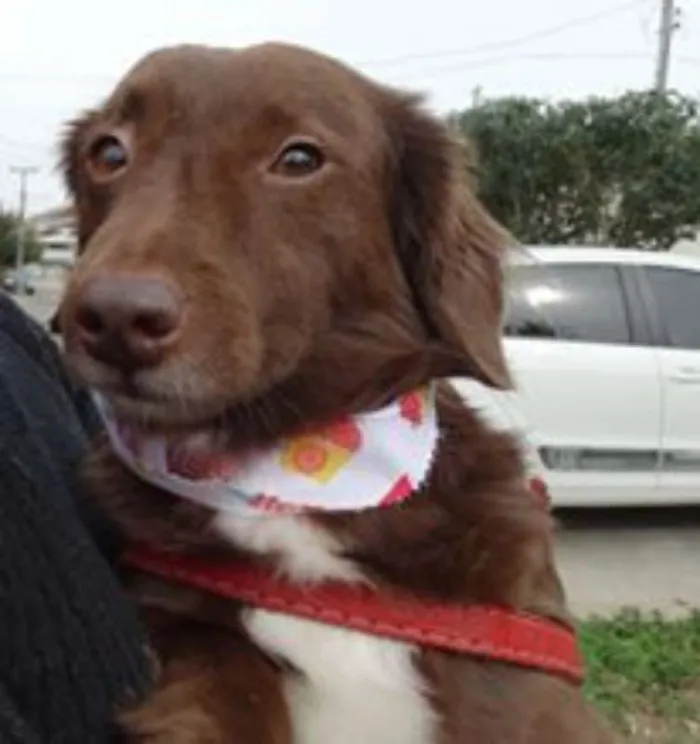 Cachorro ra a srd idade 3 anos nome Tutti