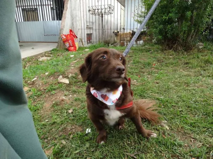 Cachorro ra a srd idade 3 anos nome Tutti