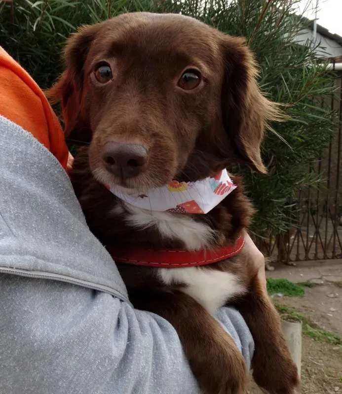 Cachorro ra a srd idade 3 anos nome Tutti