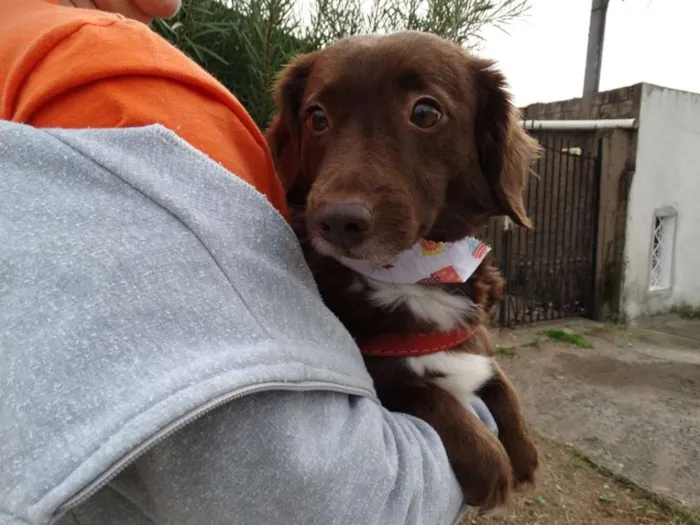 Cachorro ra a srd idade 3 anos nome Tutti