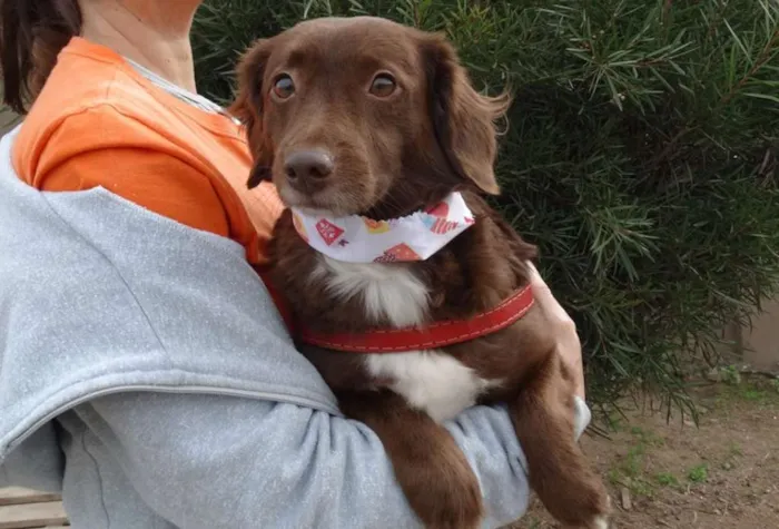 Cachorro ra a srd idade 3 anos nome Tutti