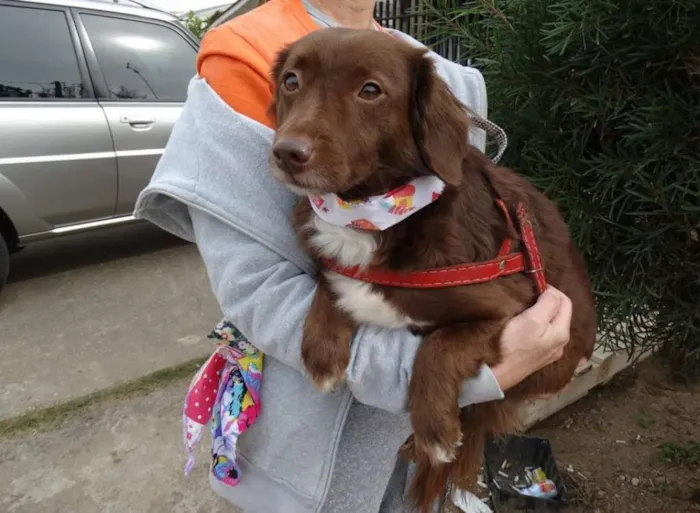 Cachorro ra a srd idade 3 anos nome Tutti
