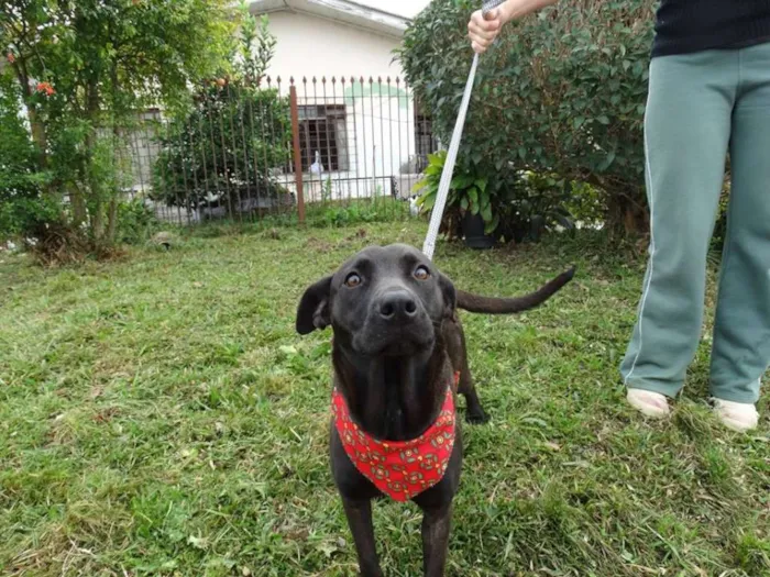 Cachorro ra a SRD idade 1 ano nome Manu