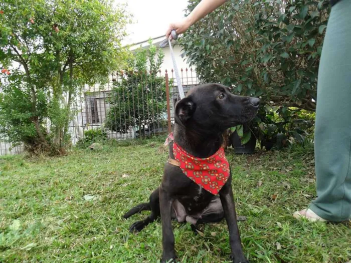 Cachorro ra a SRD idade 1 ano nome Manu