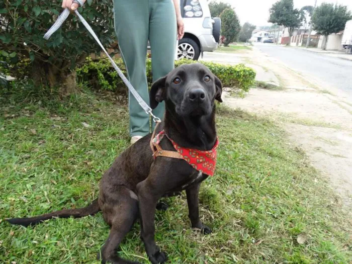 Cachorro ra a SRD idade 1 ano nome Manu