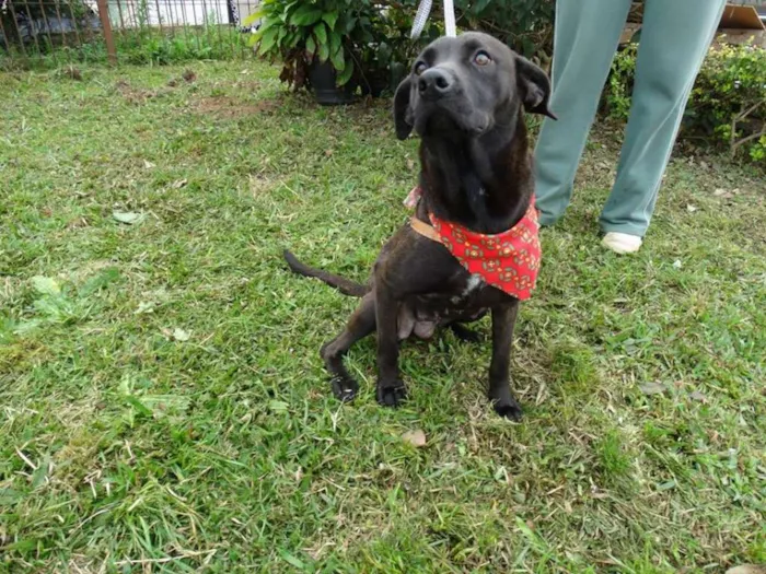 Cachorro ra a SRD idade 1 ano nome Manu