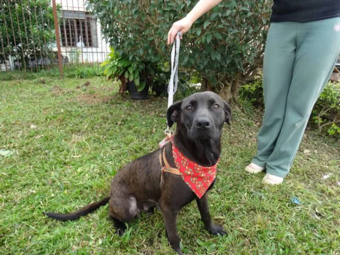 Cachorro ra a SRD idade 1 ano nome Manu