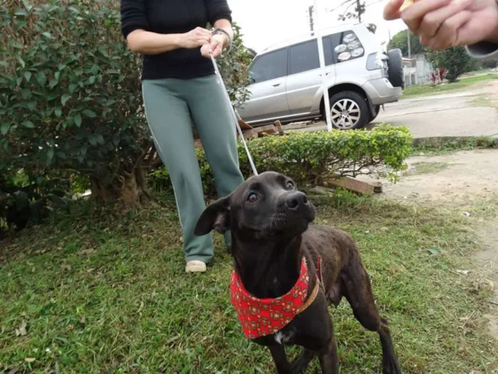 Cachorro ra a SRD idade 1 ano nome Manu