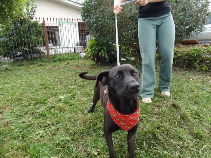 Cachorro ra a SRD idade 1 ano nome Manu