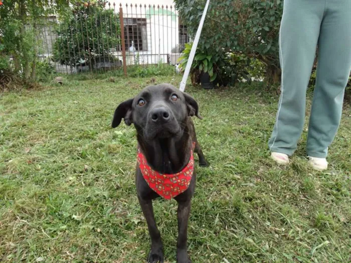 Cachorro ra a SRD idade 1 ano nome Manu