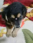 Belinha