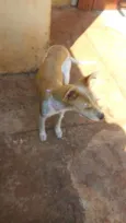 Bolinha