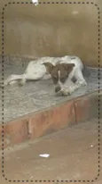 Lino