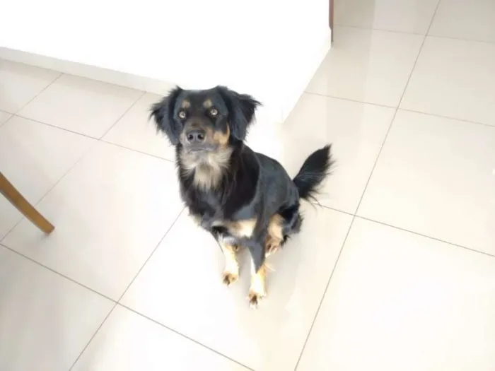 Cachorro ra a Vira-lata idade 2 anos nome Ozzy