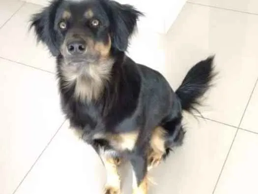 Cachorro ra a Vira-lata idade 2 anos nome Ozzy