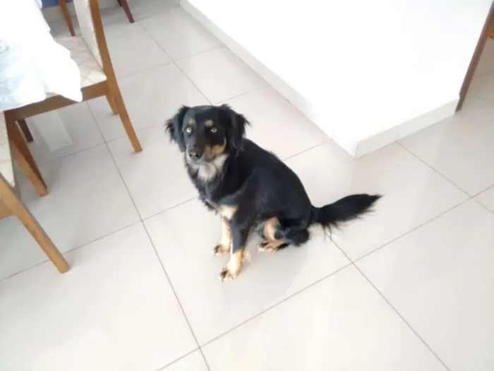 Cachorro ra a Vira-lata idade 2 anos nome Ozzy