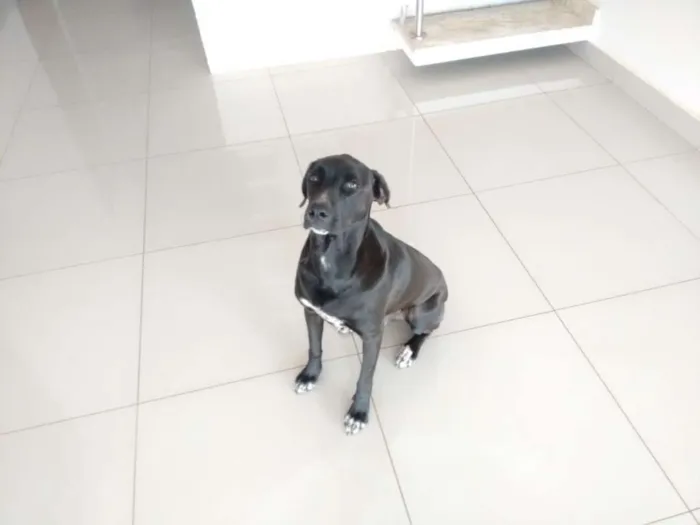 Cachorro ra a Vira lata idade 2 anos nome Duque