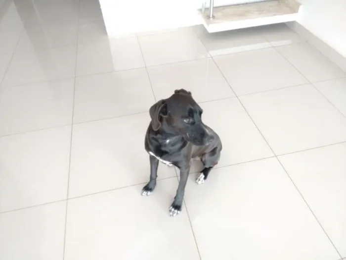Cachorro ra a Vira lata idade 2 anos nome Duque