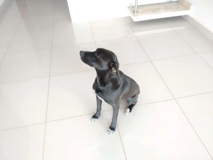Cachorro ra a Vira lata idade 2 anos nome Duque