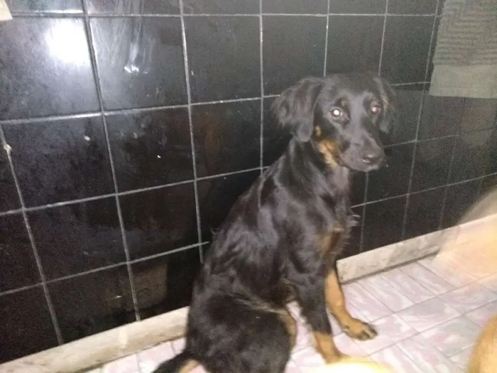 Cachorro ra a SRD idade 1 ano nome Afrodite