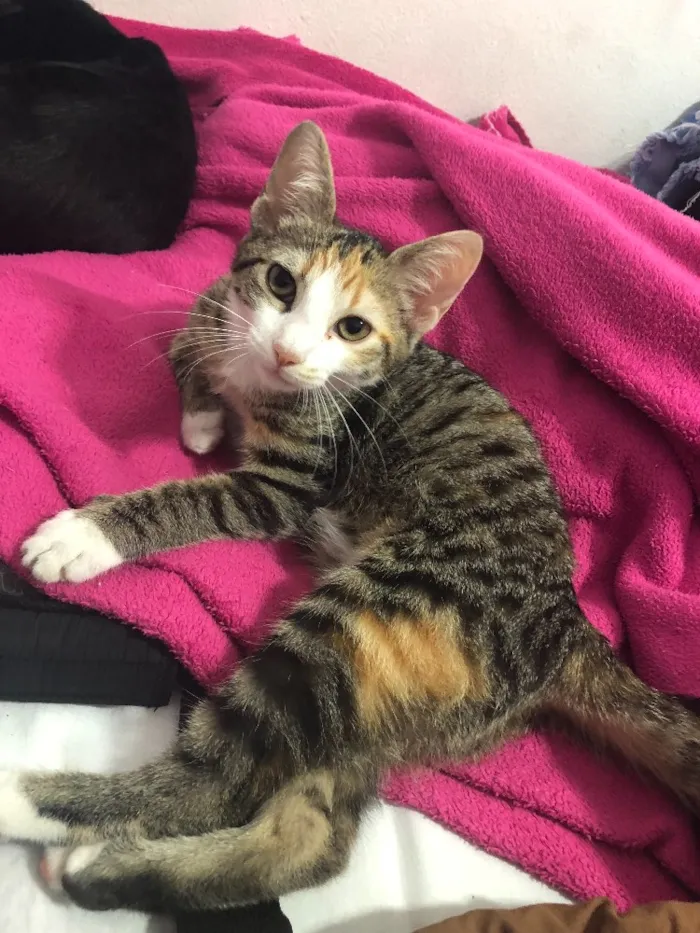 Gato ra a Vira-lata  idade 2 a 6 meses nome Sophia 