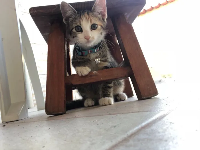 Gato ra a Vira-lata  idade 2 a 6 meses nome Sophia 